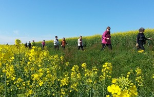 La marche nordique  à l'assaut du site de Courossé