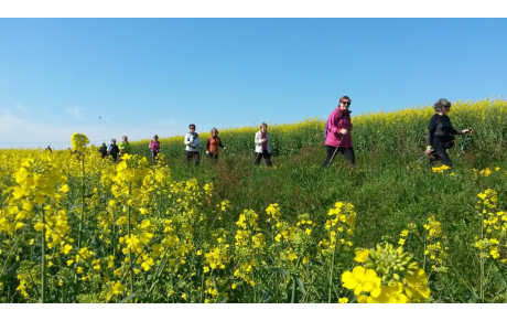 La marche nordique  à l'assaut du site de Courossé